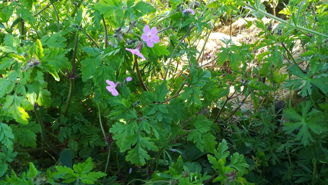 Annexe Geranium Herbe à Robert.jpg