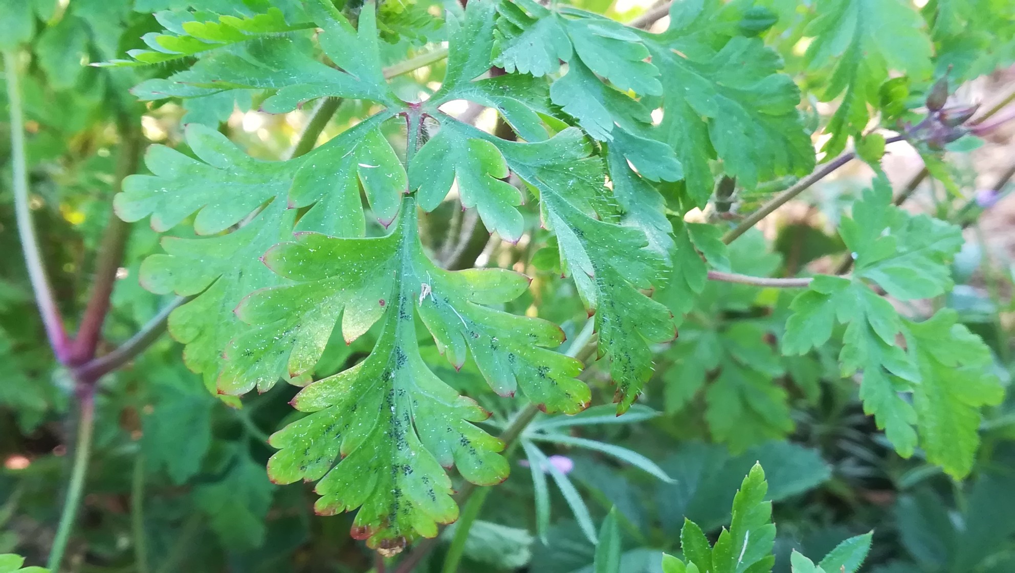 Annexe IMG_20180424_181135_resized_20180424_063256176.jpg