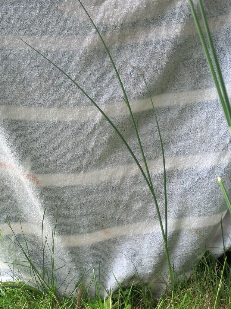 Annexe ciboulettesauvage1.jpg