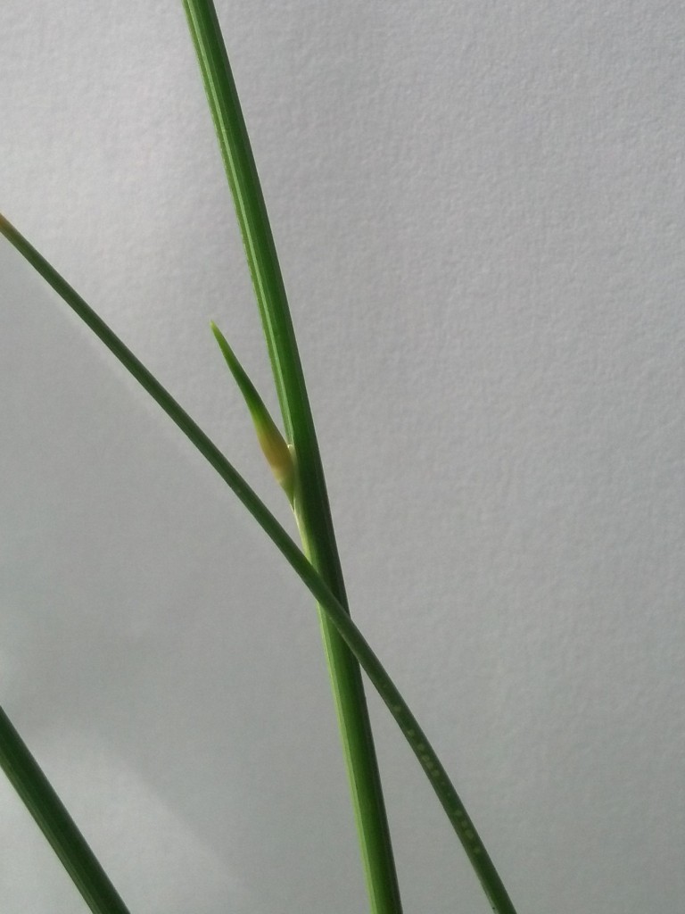 Annexe ciboulettesauvage3.jpg