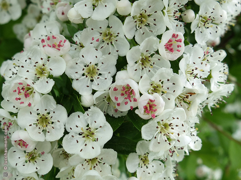 Annexe aubepine2.jpg