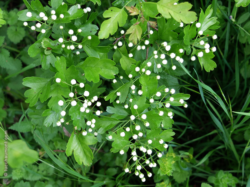 Annexe aubepine3.jpg