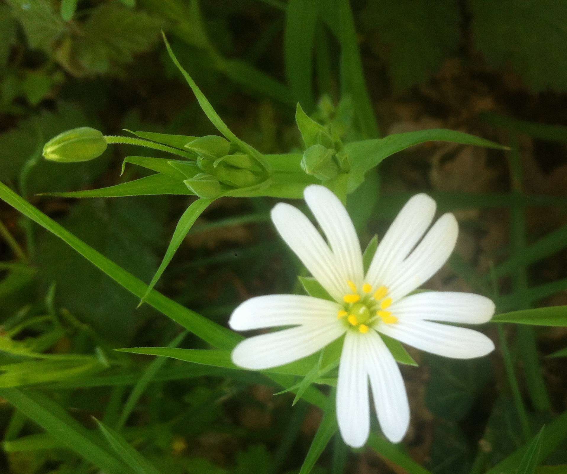 Annexe stellaire1bis.jpg