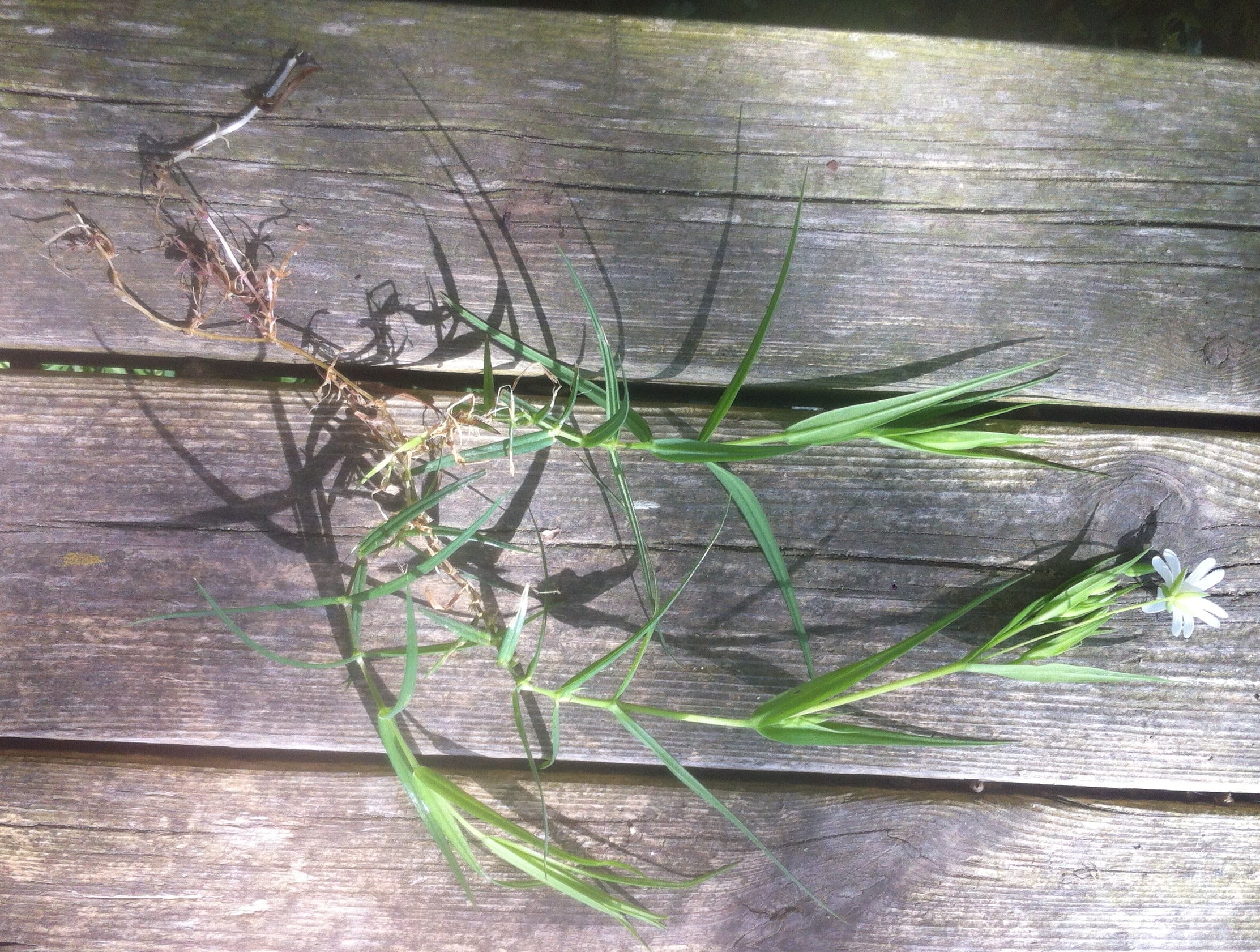 Annexe stellaire3-min.JPG