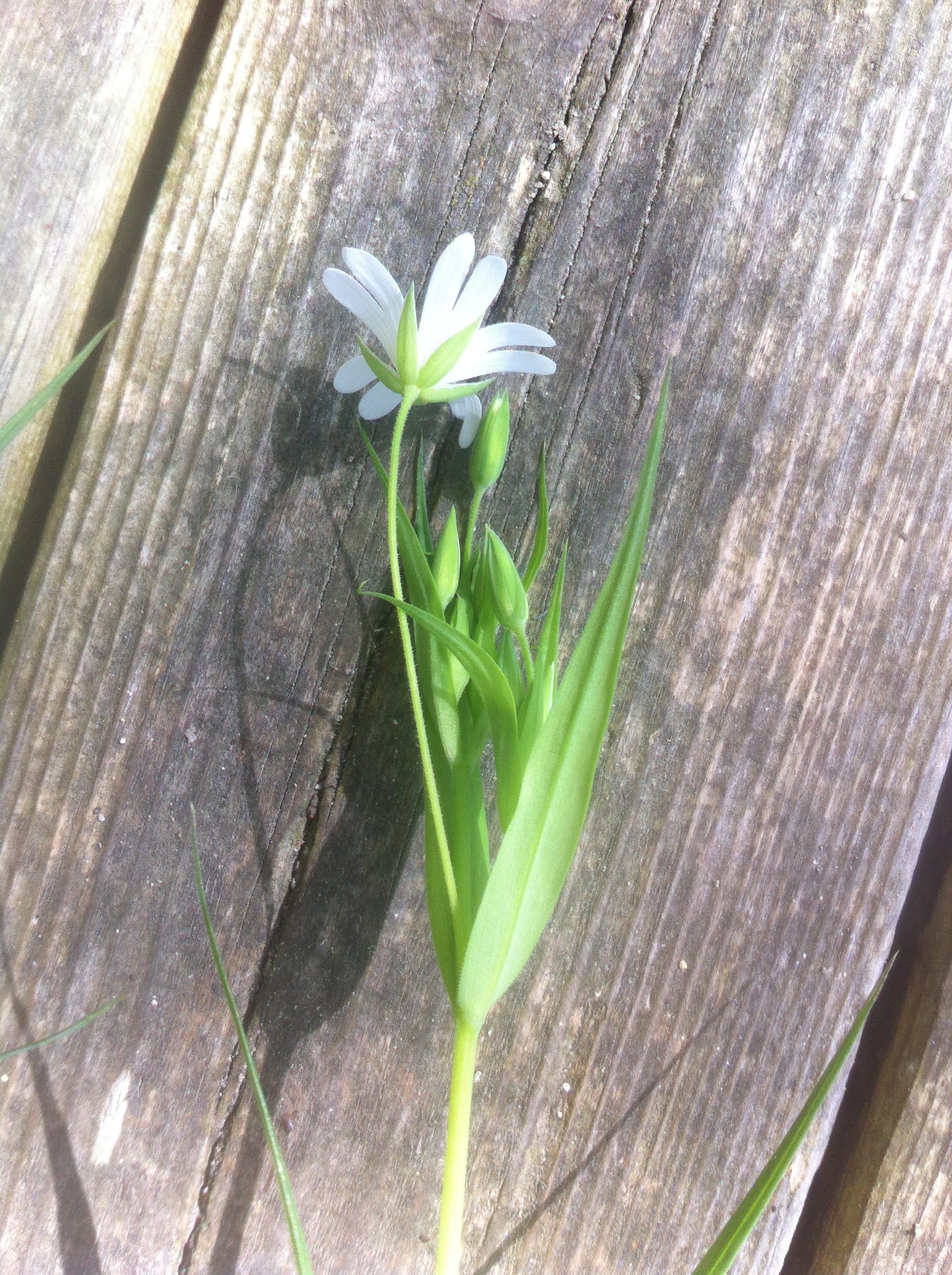 Annexe stellaire4-min.JPG