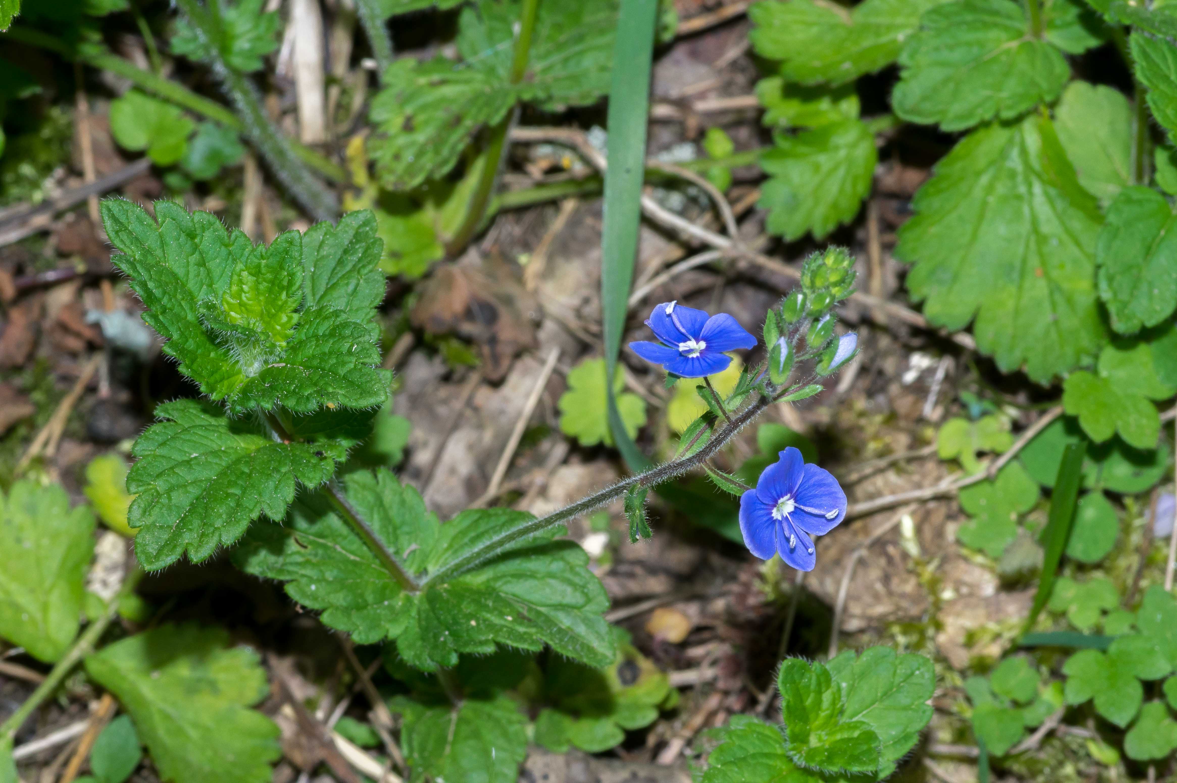 Annexe véronique-1.jpg