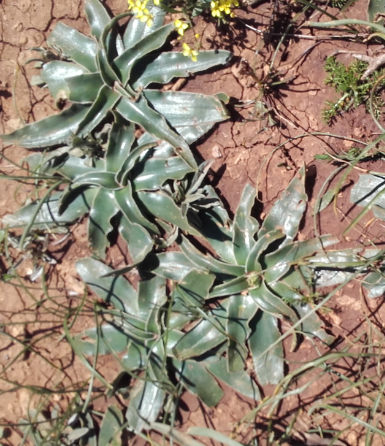 Annexe ASPHODELE2.PNG