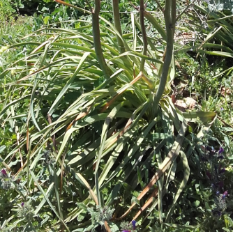 Annexe ASPHODELE3.PNG