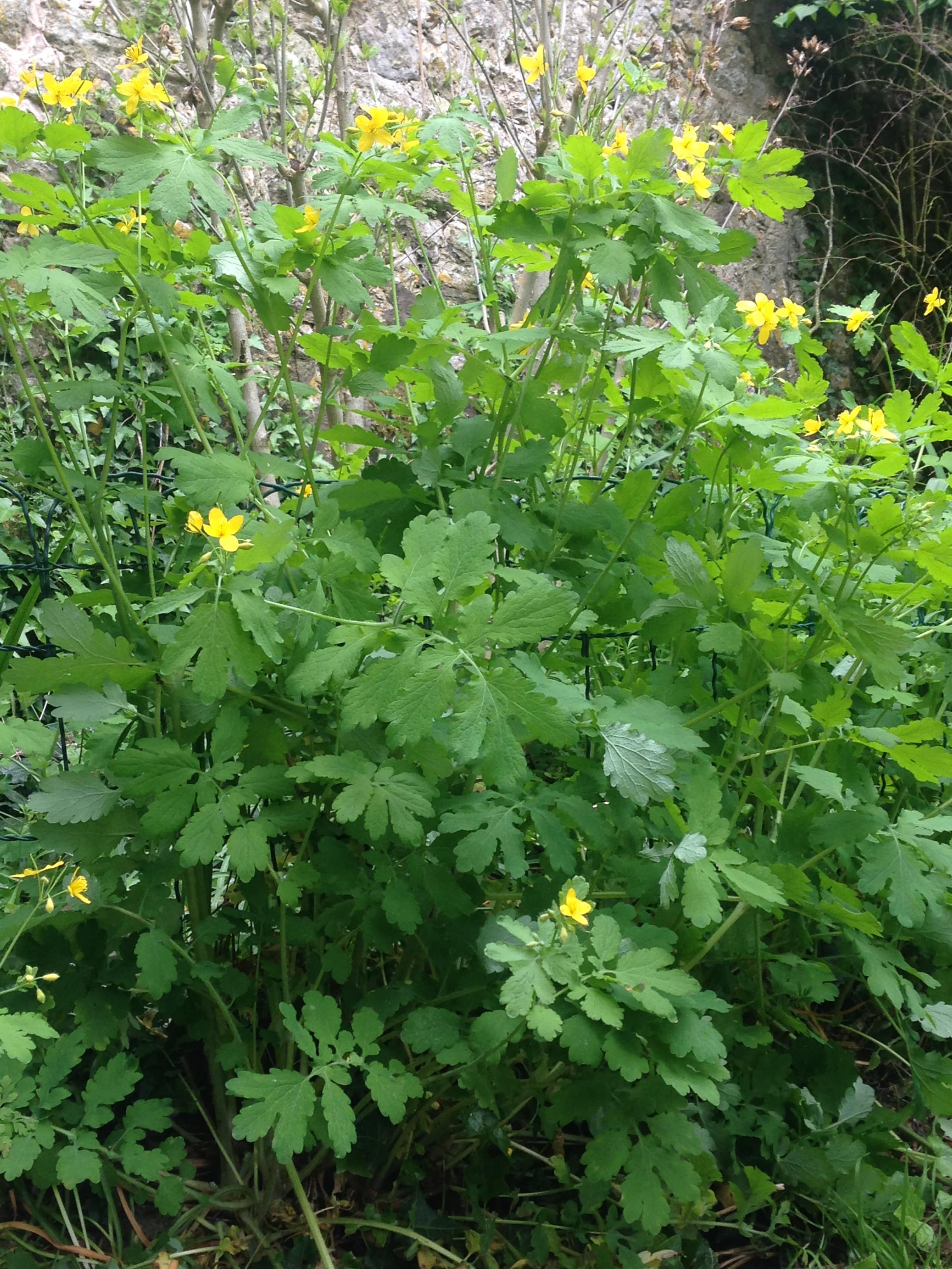 Annexe IMG_3315-min.JPG