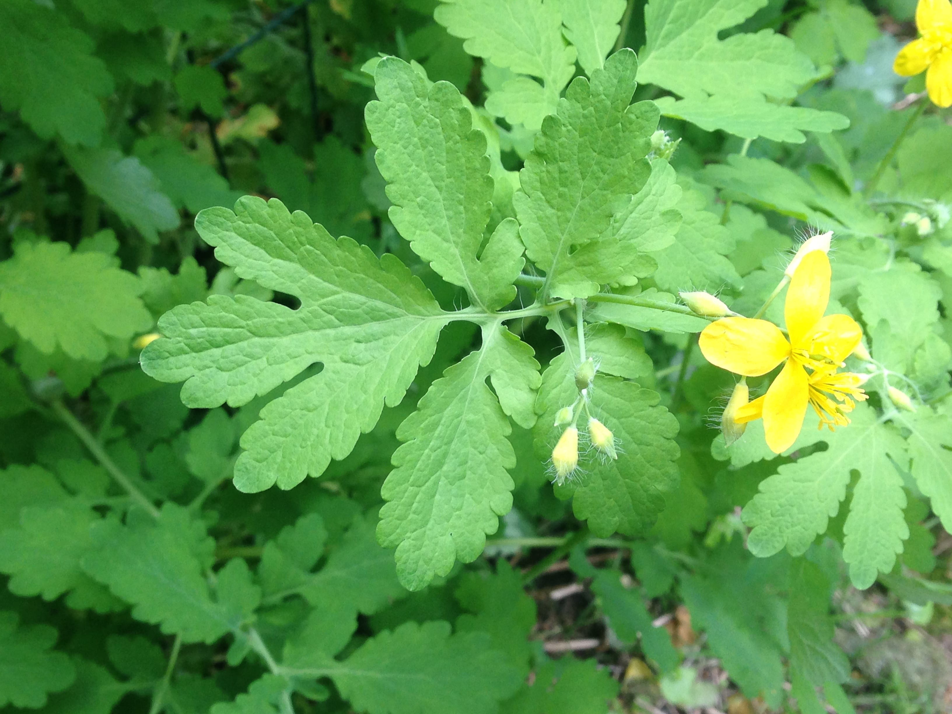 Annexe IMG_3318-min.JPG