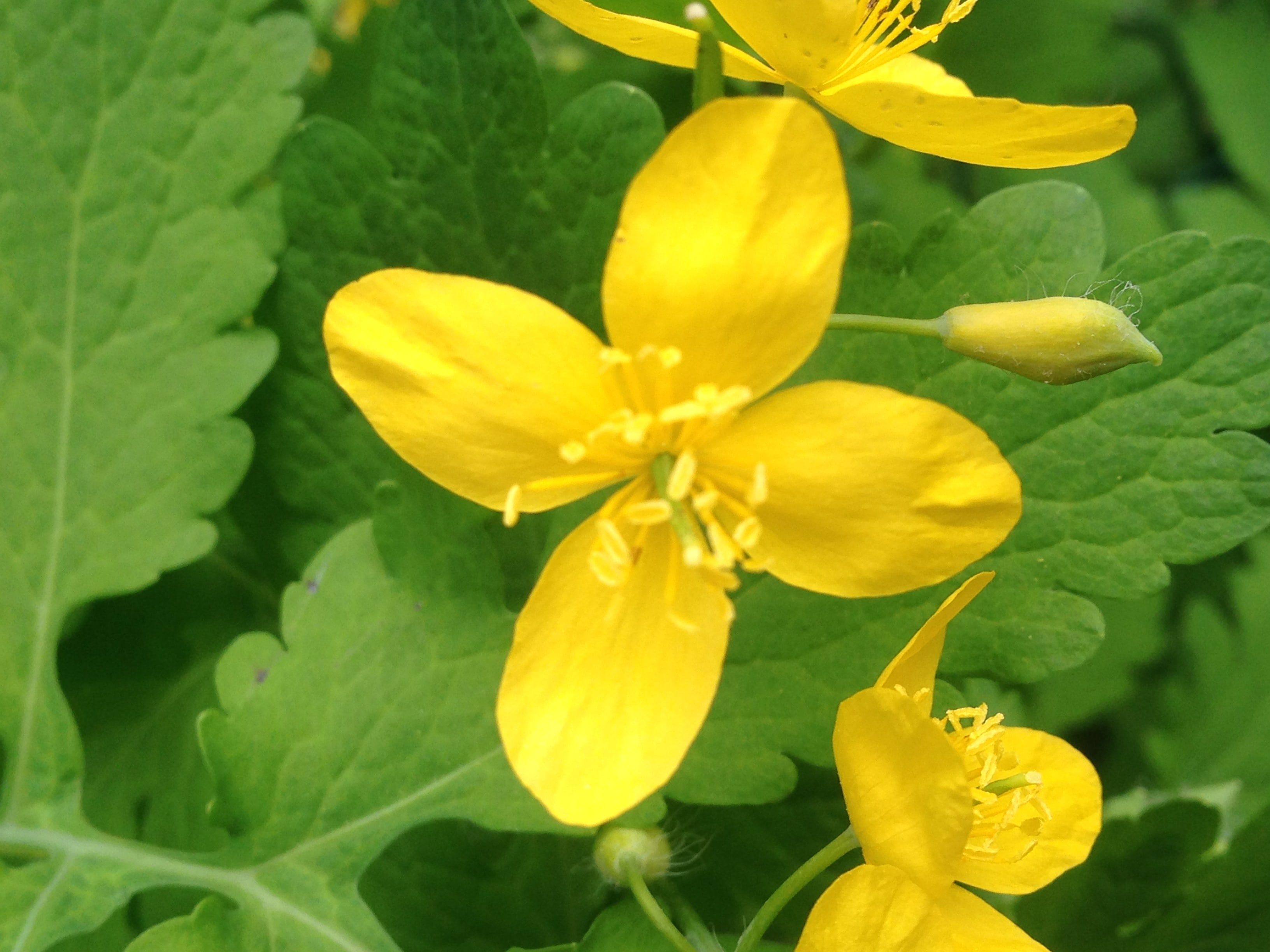 Annexe IMG_3319-min.JPG