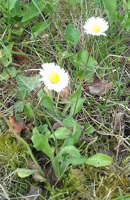 Annexe bellis perennis ensemble.jpg