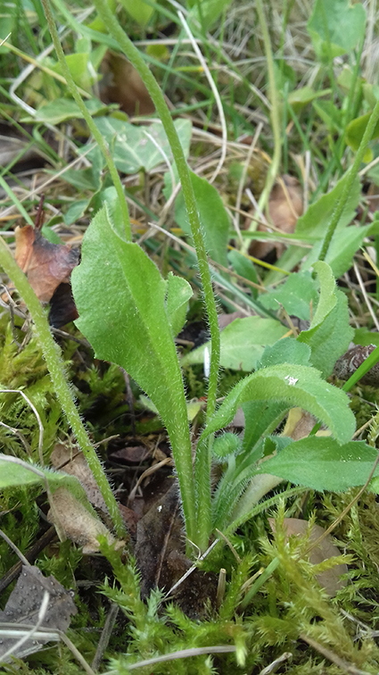 Annexe bellis perennis feuilles.jpg