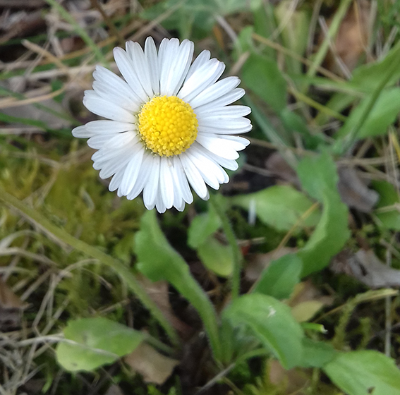 Annexe bellis perennis fleur.jpg