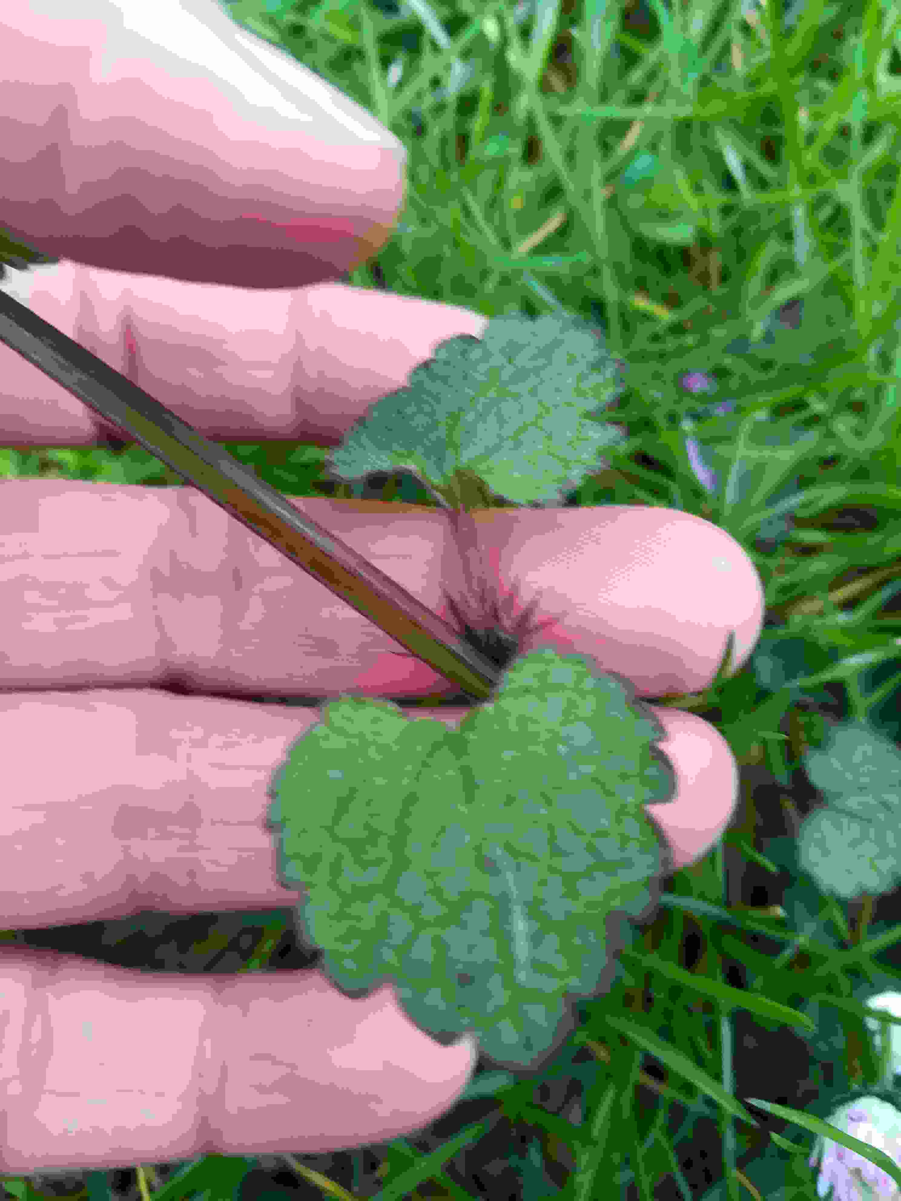 Annexe ortie rouge feuille.jpg