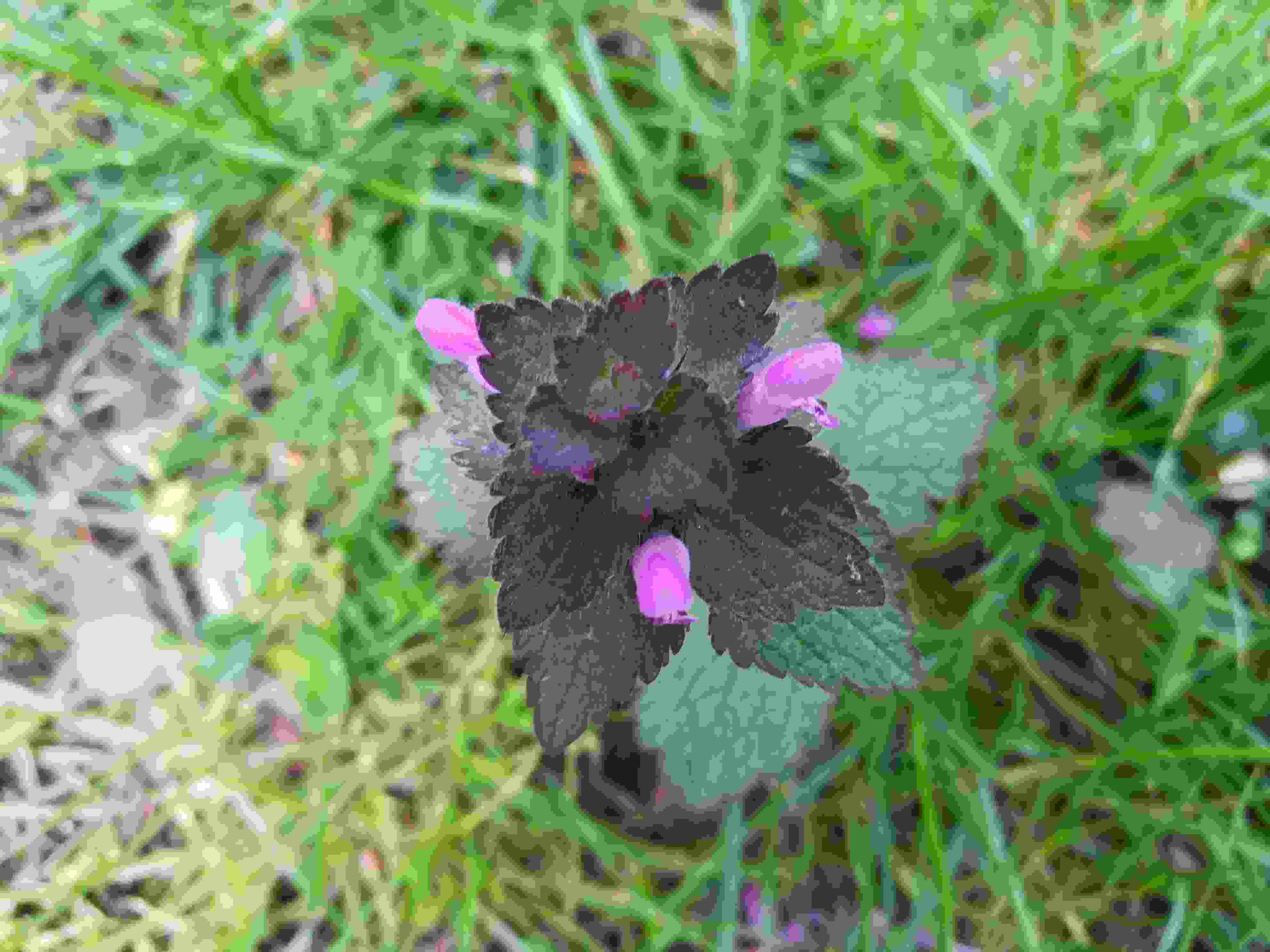 Annexe ortie rouge fleur.jpg