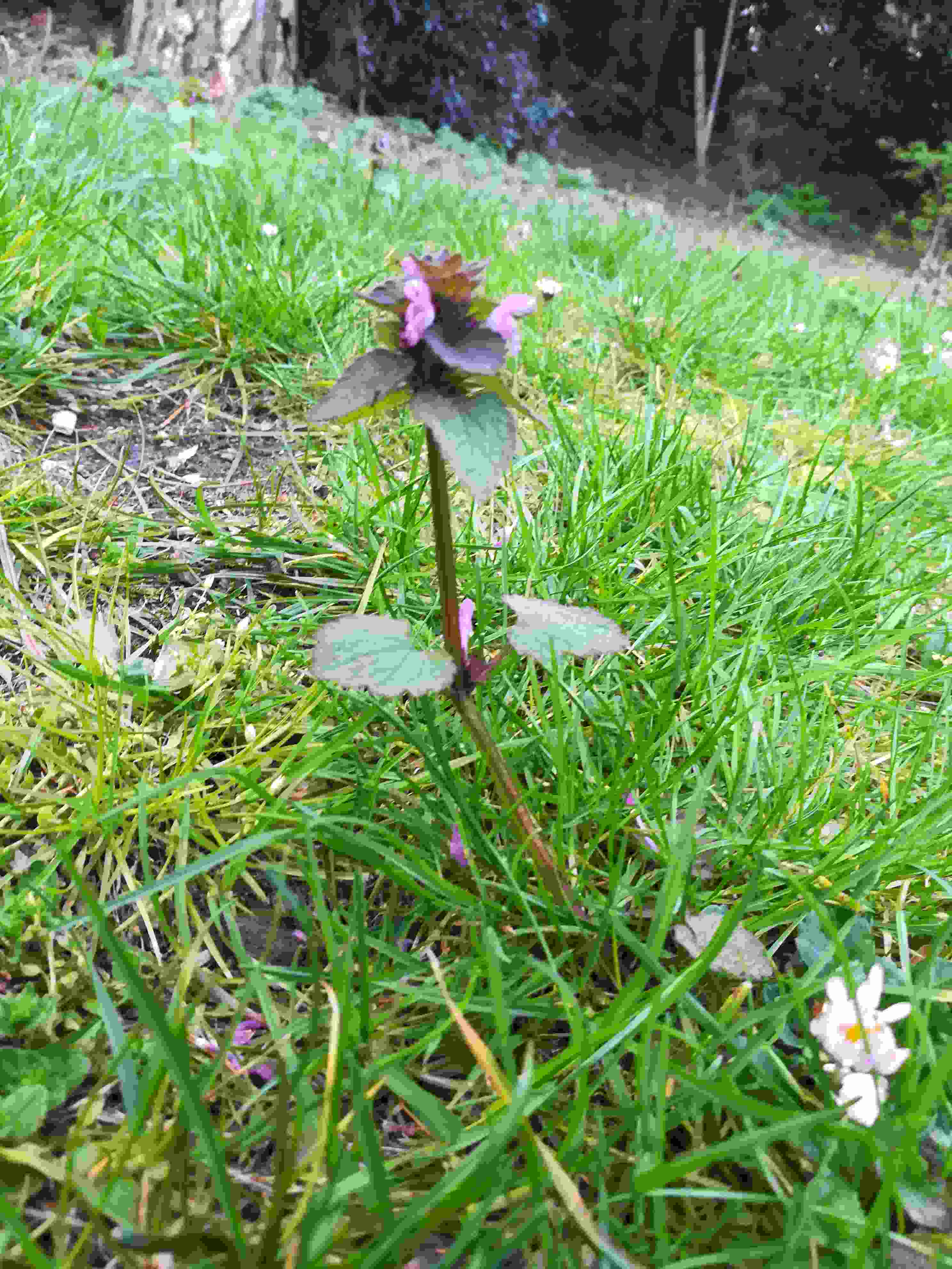 Annexe ortie rouge.jpg