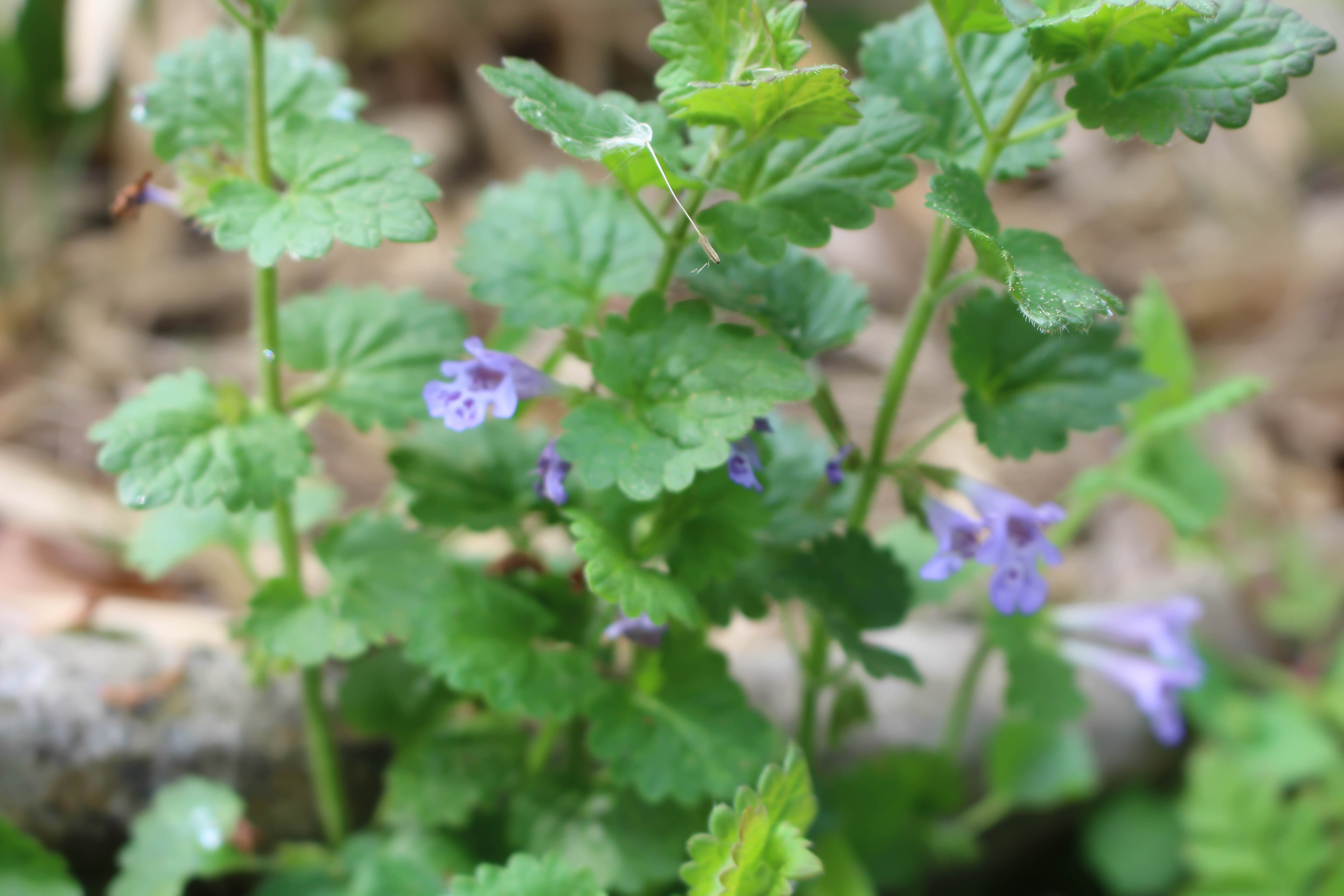 Annexe lierre terrestre 3.jpg