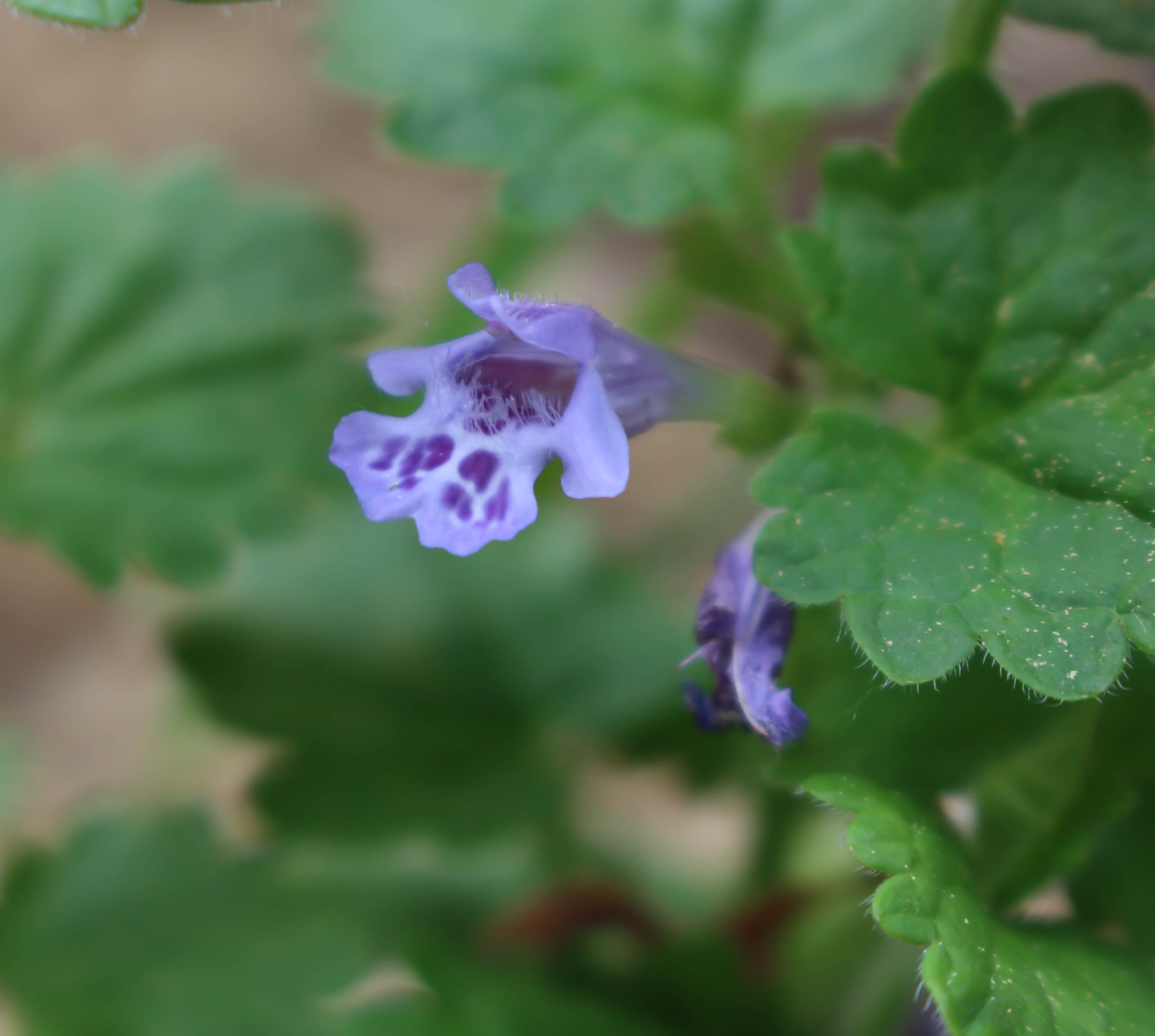 Annexe lierre terrestre 4.jpg