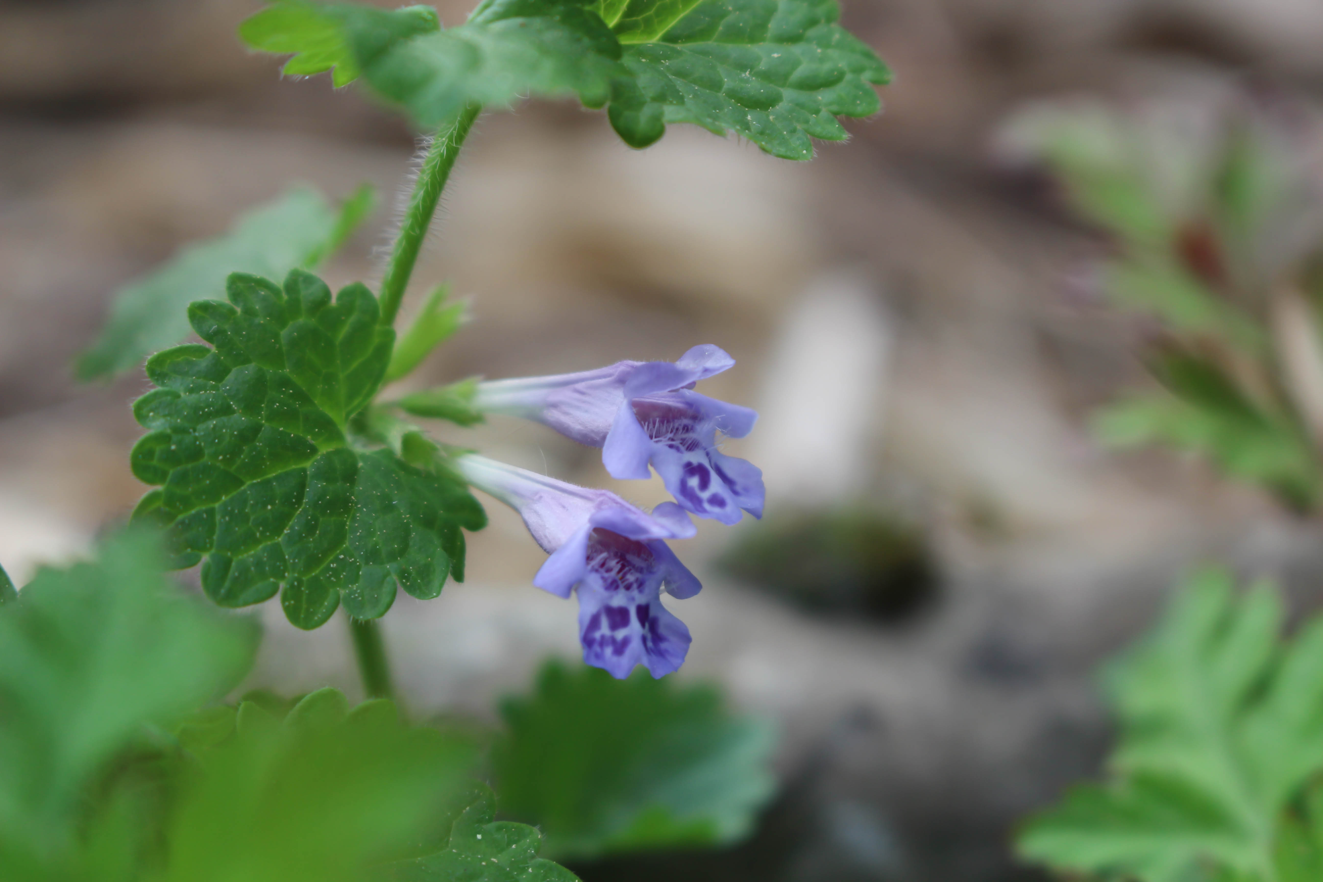 Annexe lierre terrestre.jpg