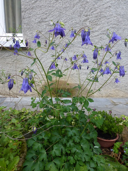 Annexe ancholie 1.jpg