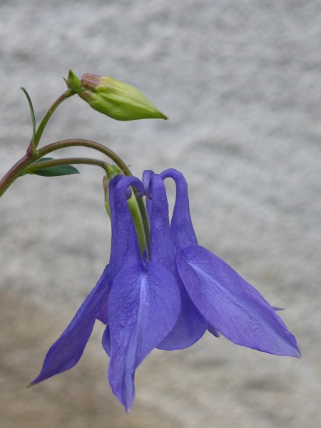 Annexe ancholie 2.jpg