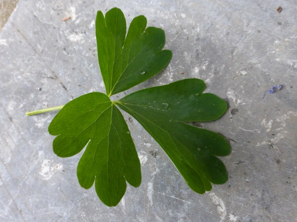 Annexe ancholie 3.jpg