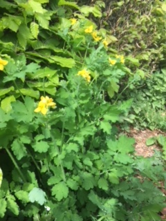 Annexe chélidoine1.JPG