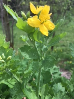 Annexe chélidoine2.JPG