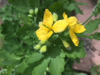 Annexe chélidoine3.JPG