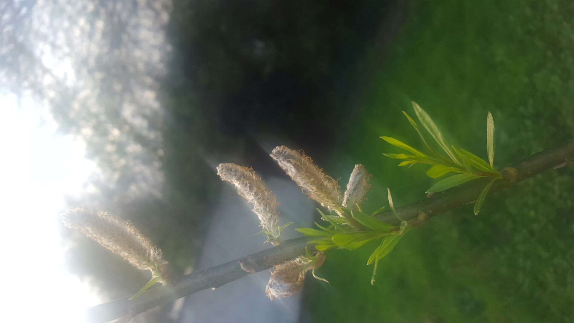 Annexe bourgeons.jpg