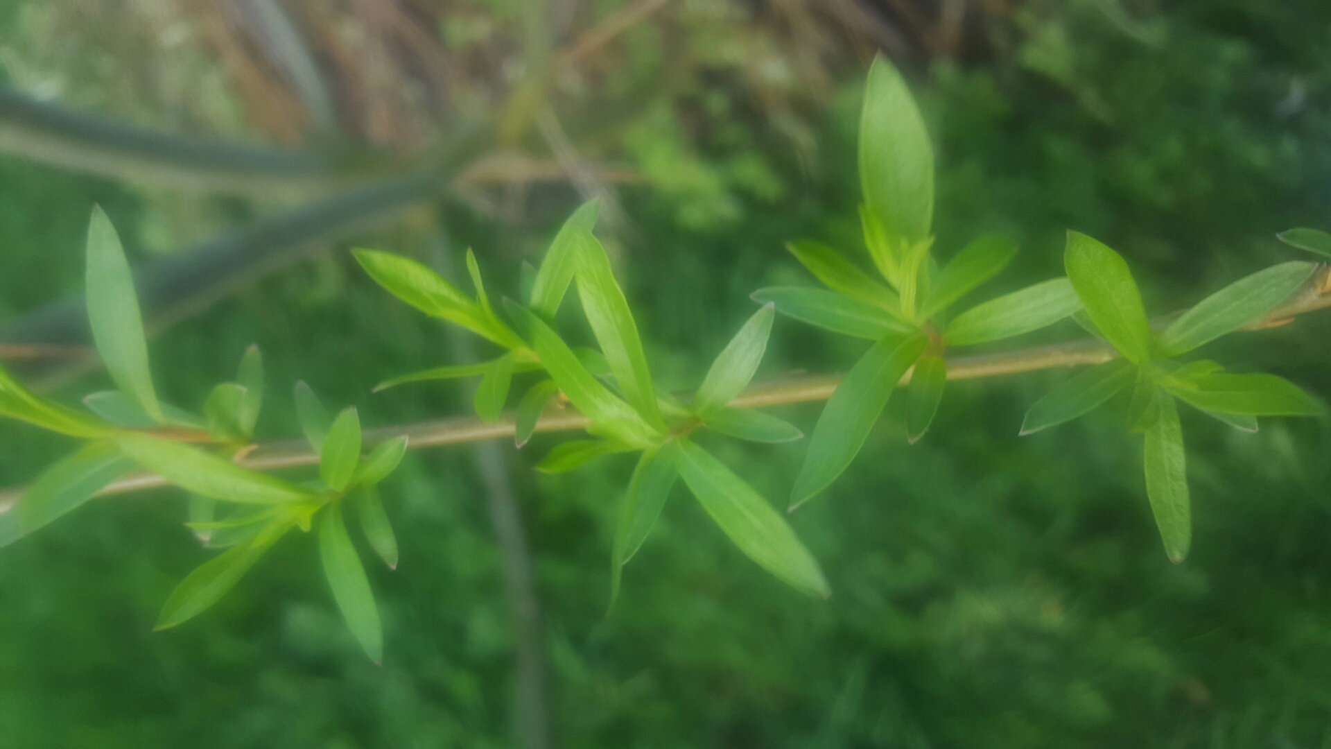 Annexe feuilles 1.jpg