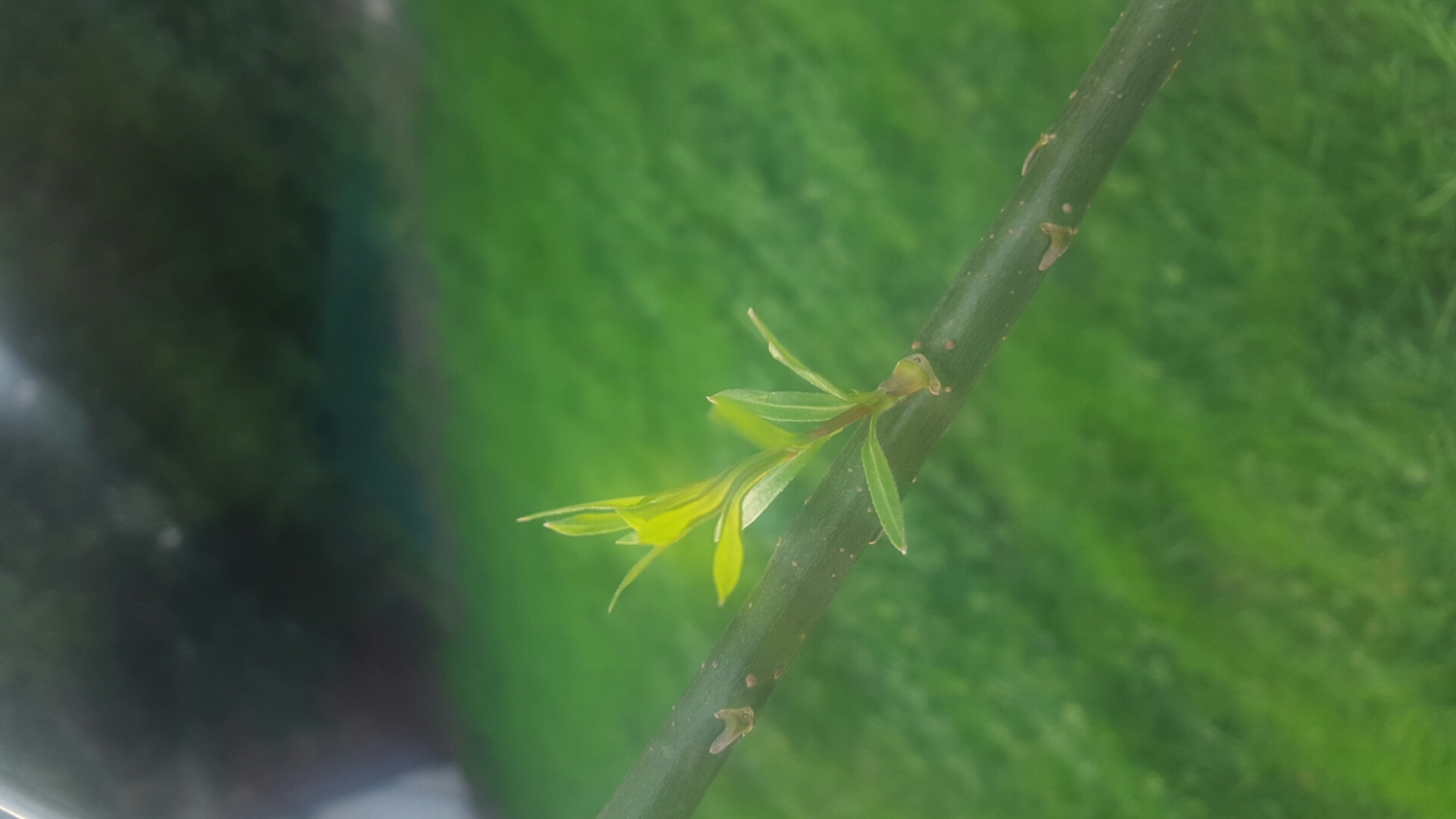 Annexe feuilles 2.jpg