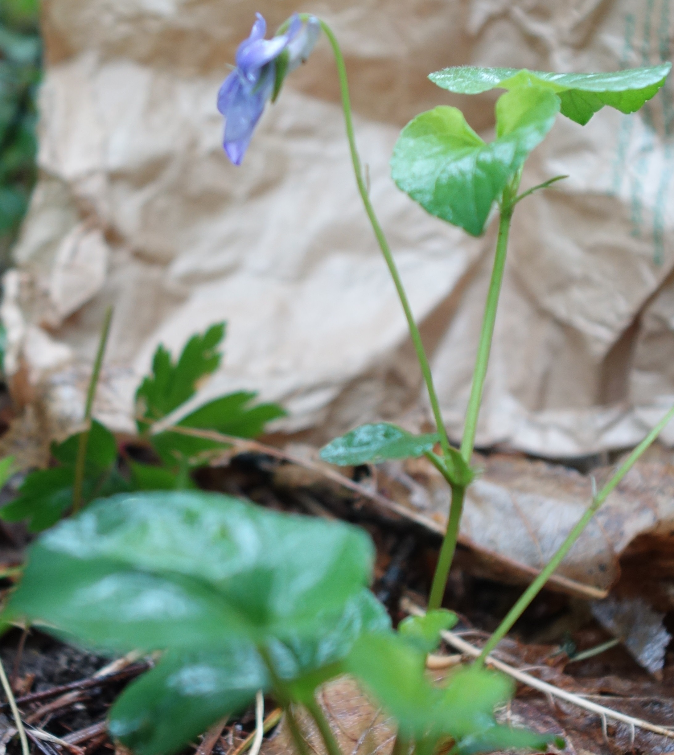 Annexe Vue densemble - Port de la plante.jpg