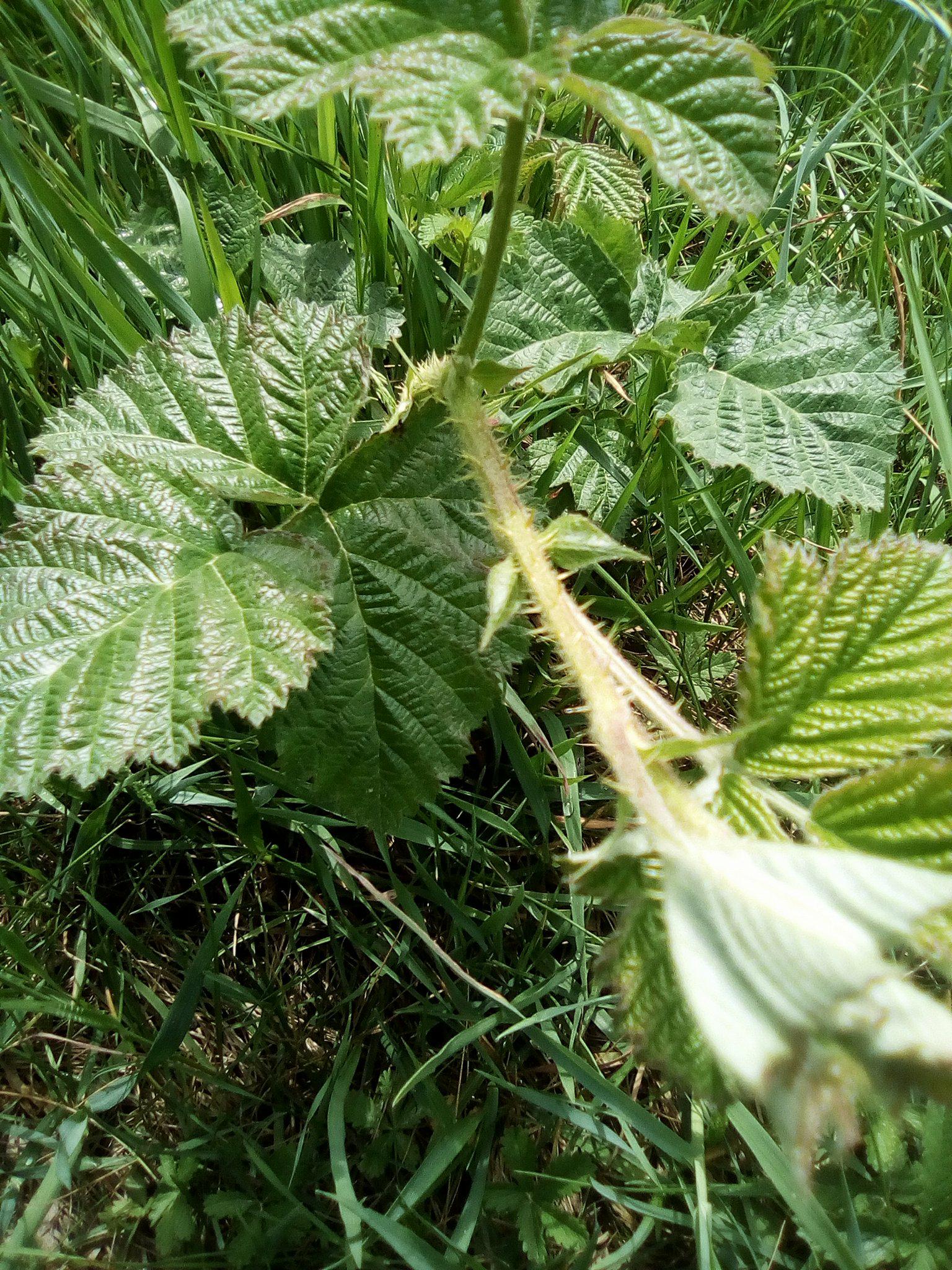 Annexe 31682269_2042515046074249_4760592173802455040_n.jpg