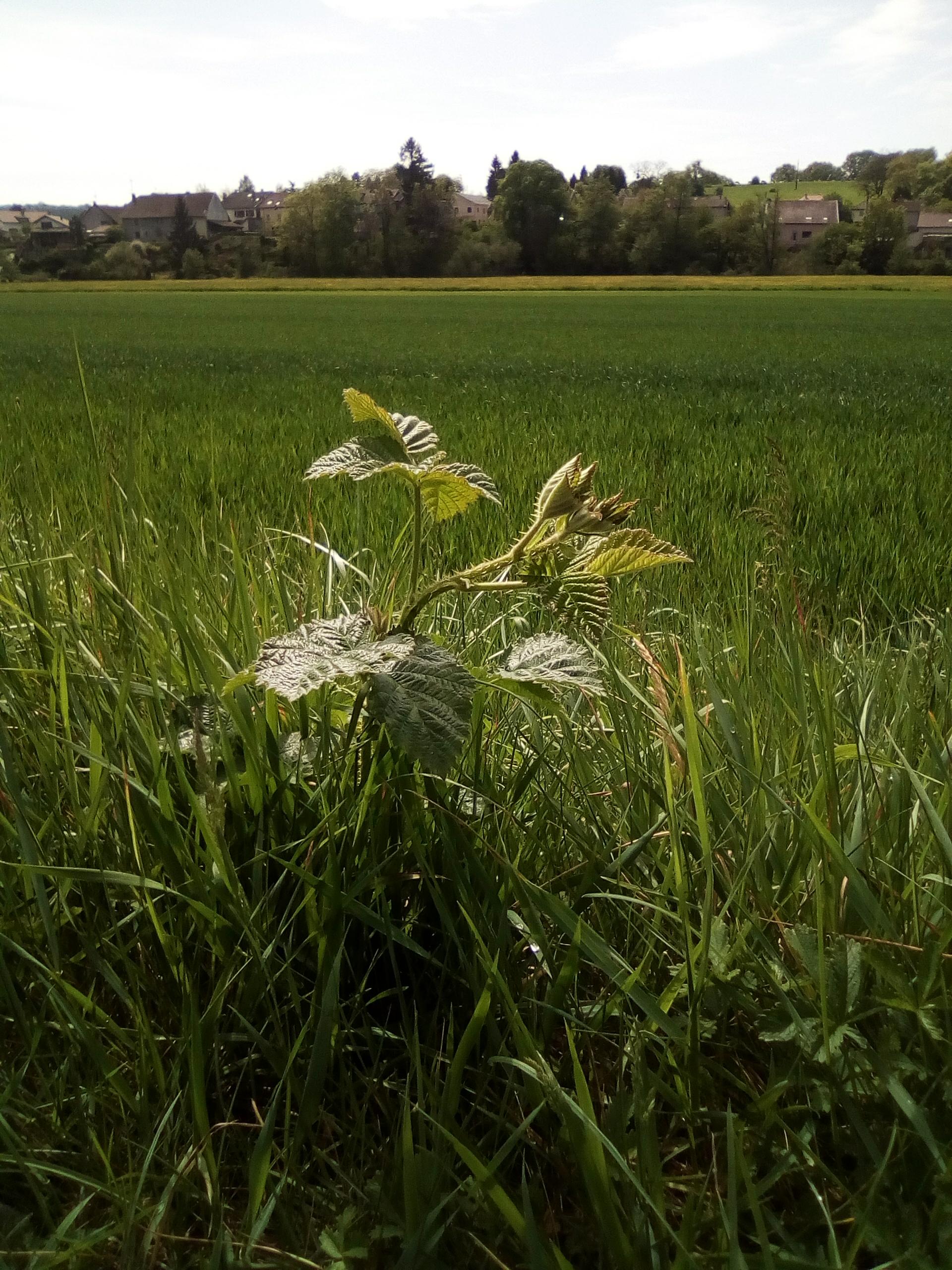 Annexe 31688204_2042222426103511_5926960688437133312_n.jpg