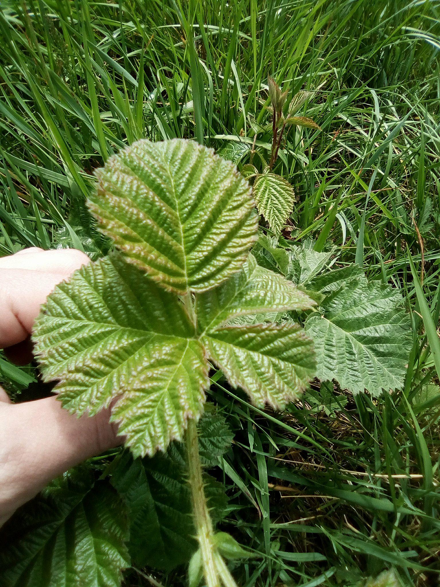 Annexe 31754560_2042514372740983_7652725504847380480_n.jpg