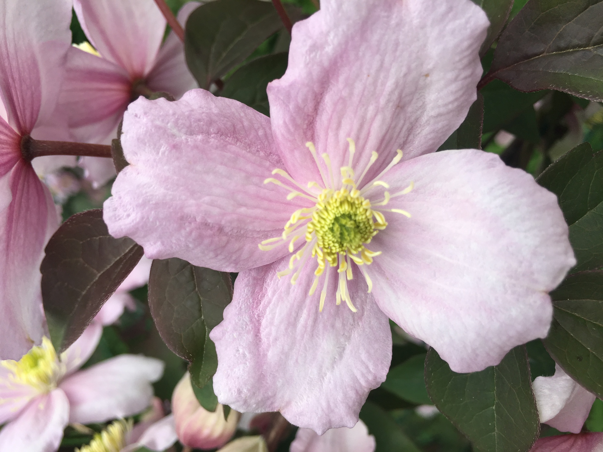 Annexe IMG_0151-ConvertImage.jpg