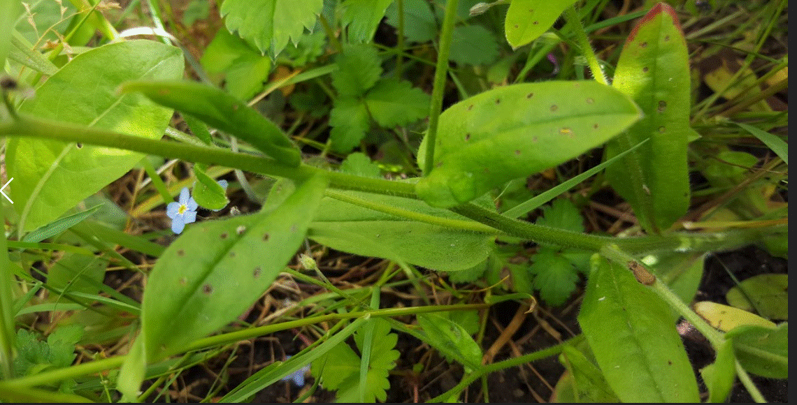 Annexe Paparazzi des plantes2.gif