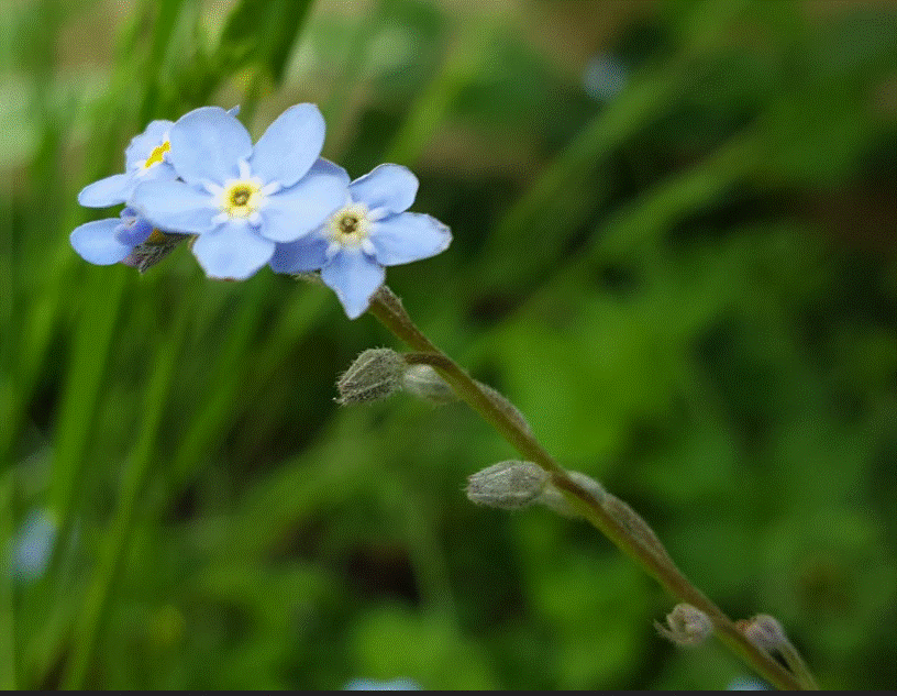 Annexe Paparazzi des plantes3.gif