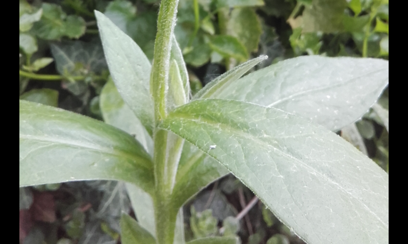 Annexe Screenshot_2018-05-01-20-29-30.png