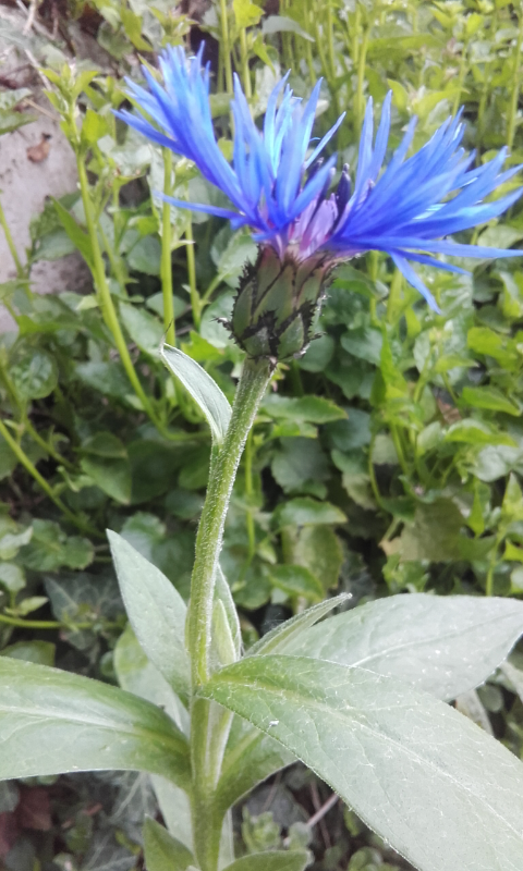 Annexe Screenshot_2018-05-01-20-36-42.png