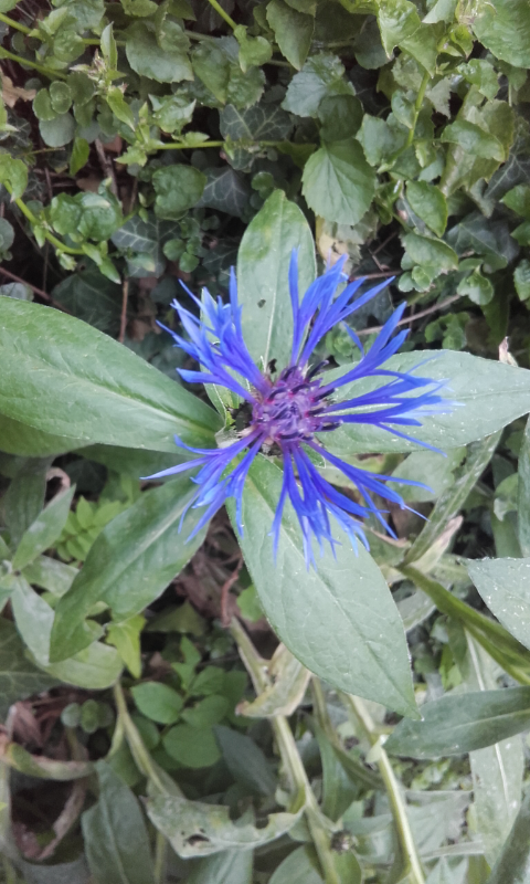 Annexe Screenshot_2018-05-01-20-36-59.png