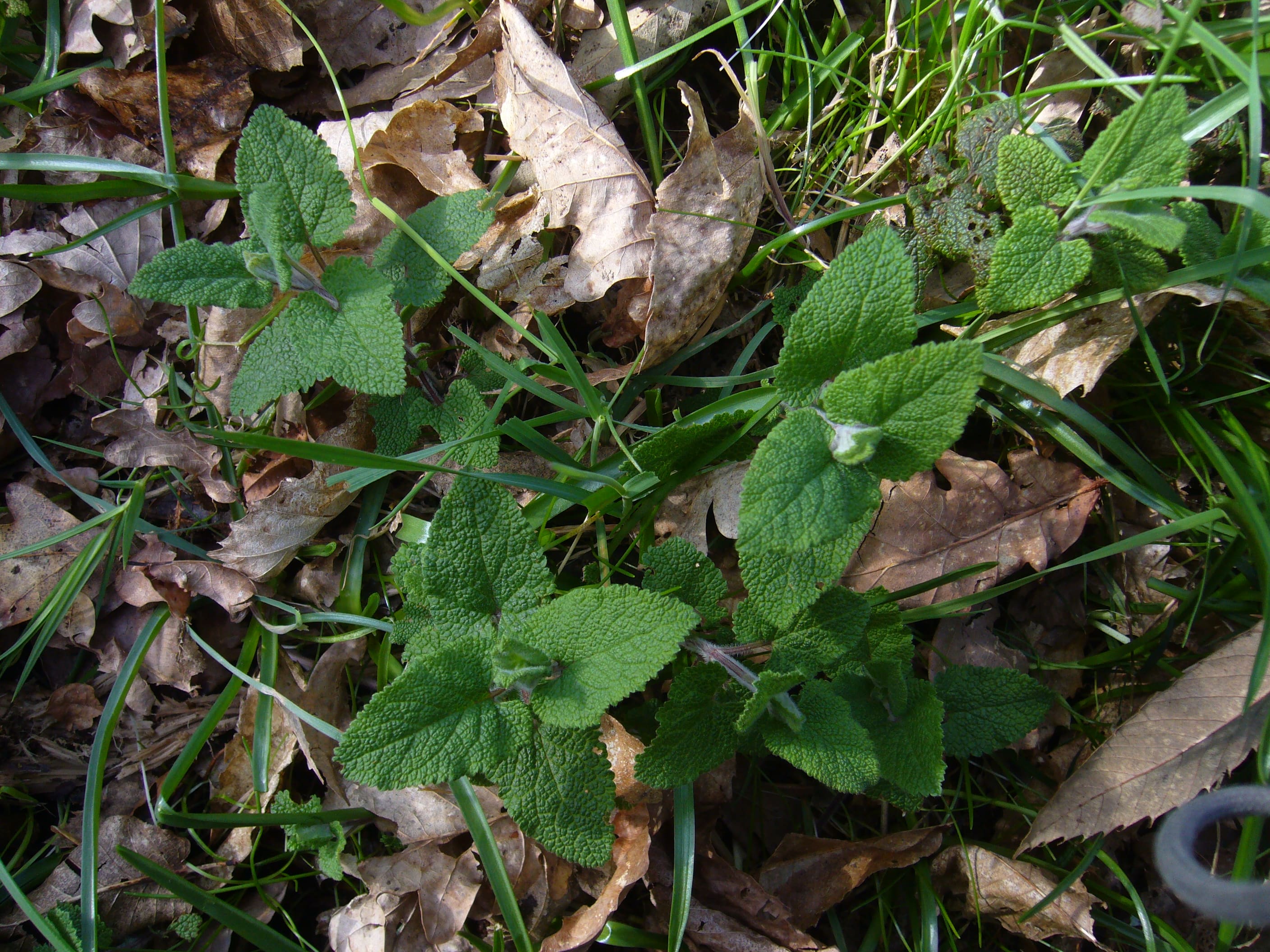 Annexe Vue densemble