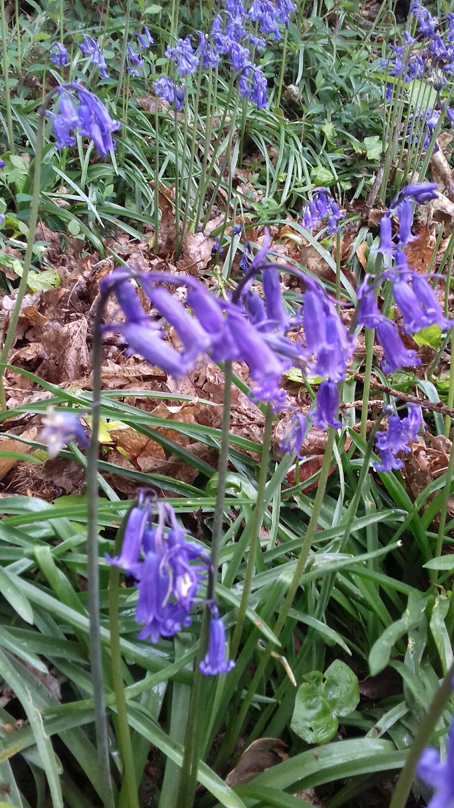 Annexe 20180502_101236_resized_1.jpg