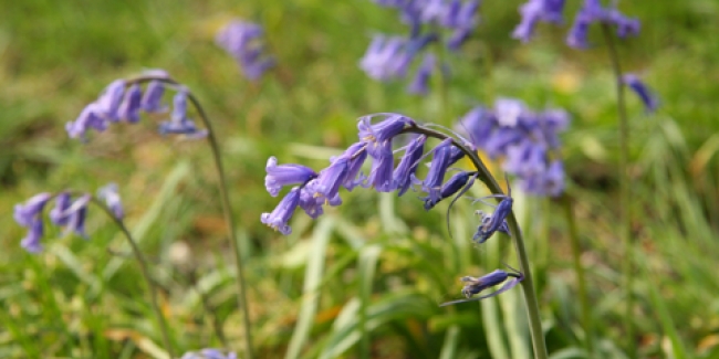 Annexe scille-161916-650-325.jpg