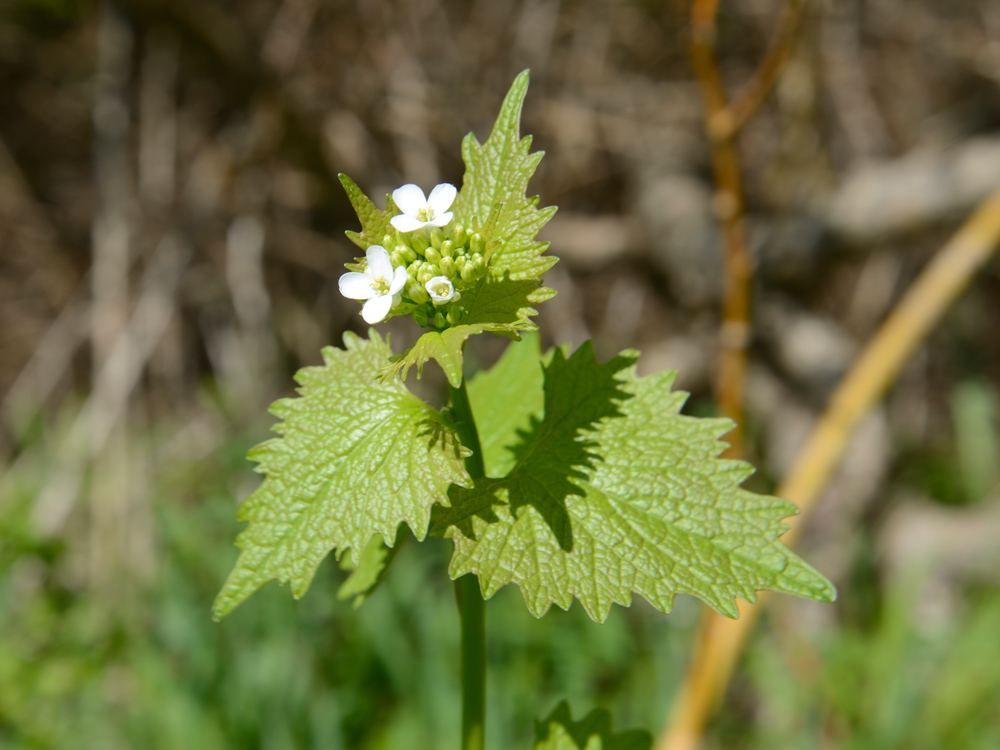 Annexe Alliaria petiolata 1.jpg