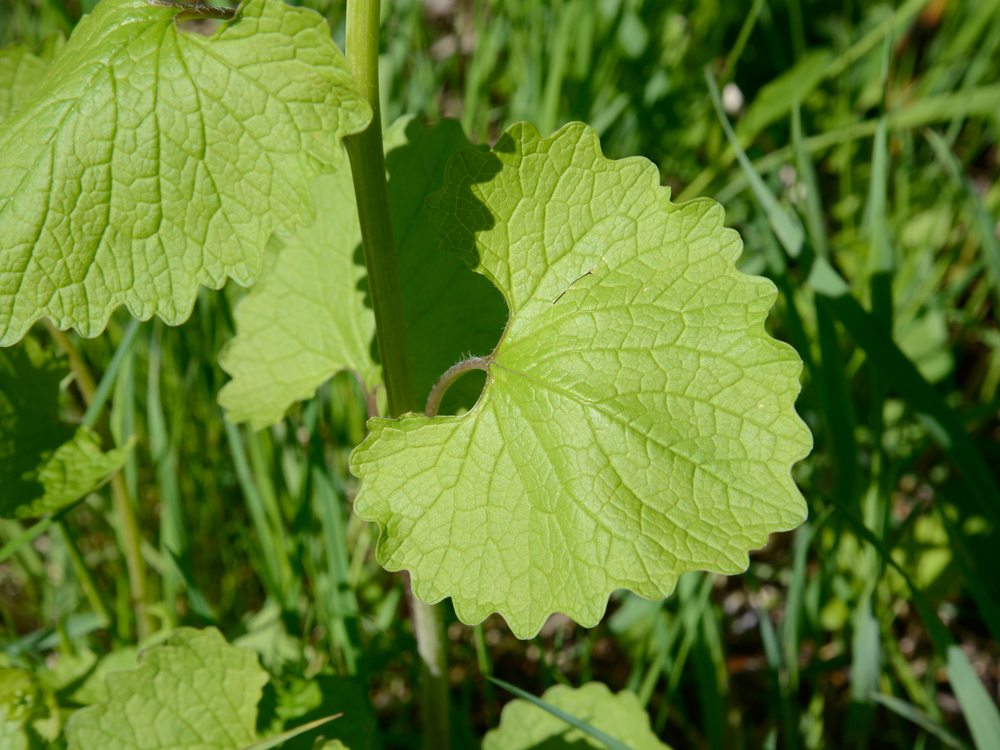 Annexe Alliaria petiolata 2.jpg