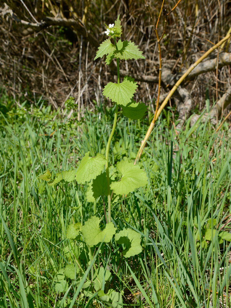 Annexe Alliaria petiolata 3.jpg