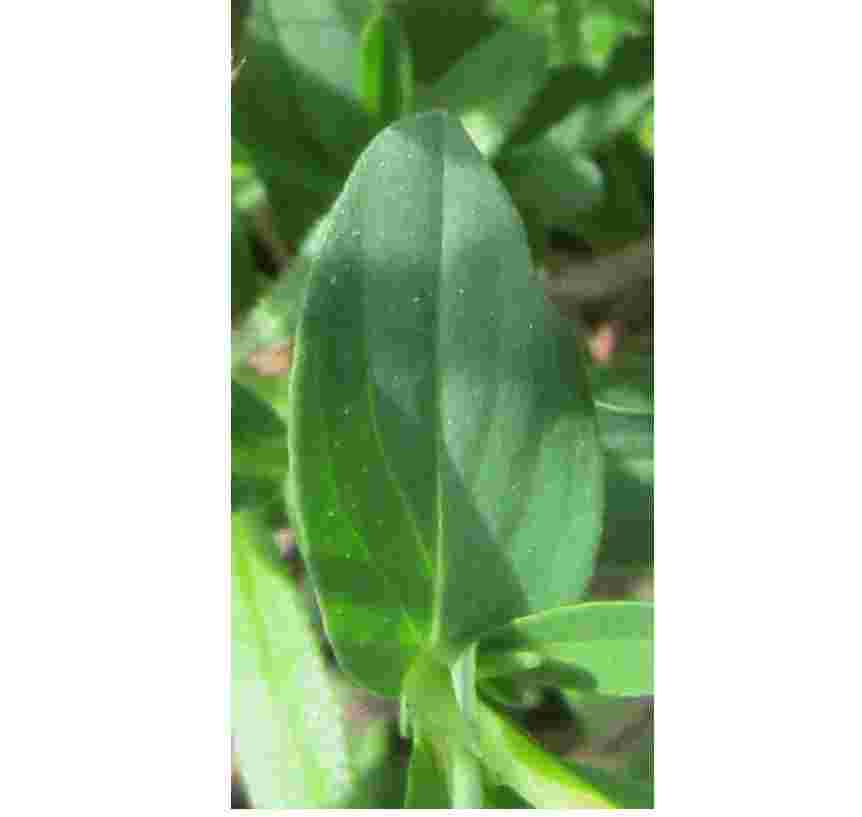 Annexe Hypericum perforatum feuille.jpg